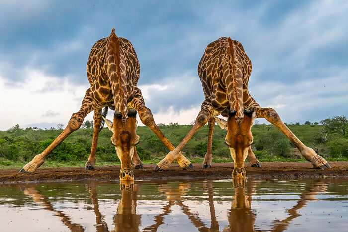 2025 Chromatic Awards: 84 Winning Animal Photos That Are Both Stunning And Dramatic (84 Pics)