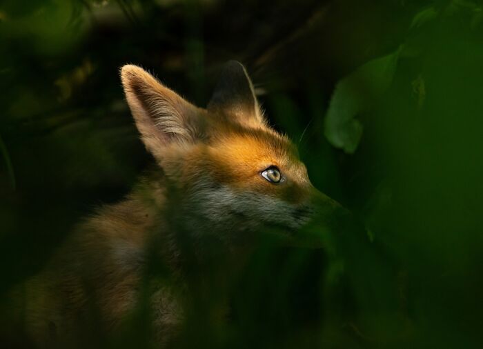 2025 Chromatic Awards: 84 Winning Animal Photos That Are Both Stunning And Dramatic (84 Pics)