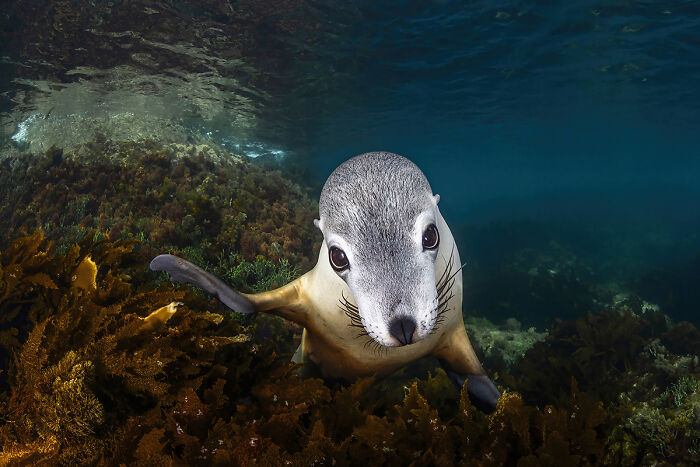 2025 Chromatic Awards: 84 Winning Animal Photos That Are Both Stunning And Dramatic (84 Pics)
