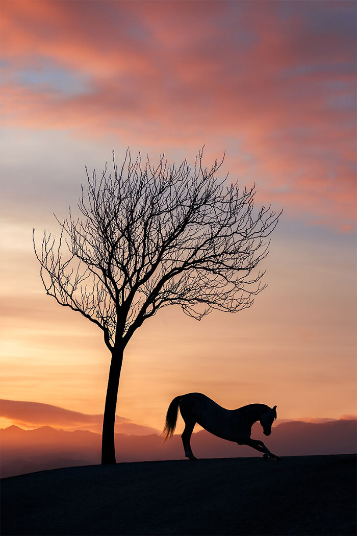 2025 Chromatic Awards: 84 Winning Animal Photos That Are Both Stunning And Dramatic (84 Pics)