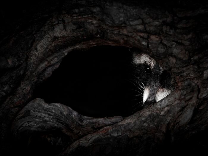 2025 Chromatic Awards: 84 Winning Animal Photos That Are Both Stunning And Dramatic (84 Pics)