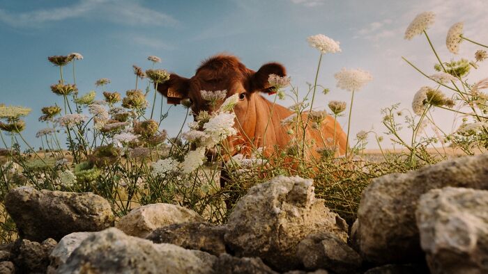 2025 Chromatic Awards: 84 Winning Animal Photos That Are Both Stunning And Dramatic (84 Pics)