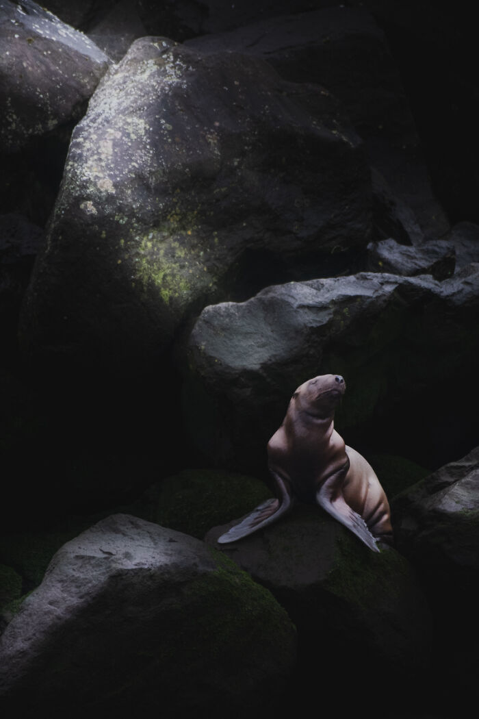 2025 Chromatic Awards: 84 Winning Animal Photos That Are Both Stunning And Dramatic (84 Pics)