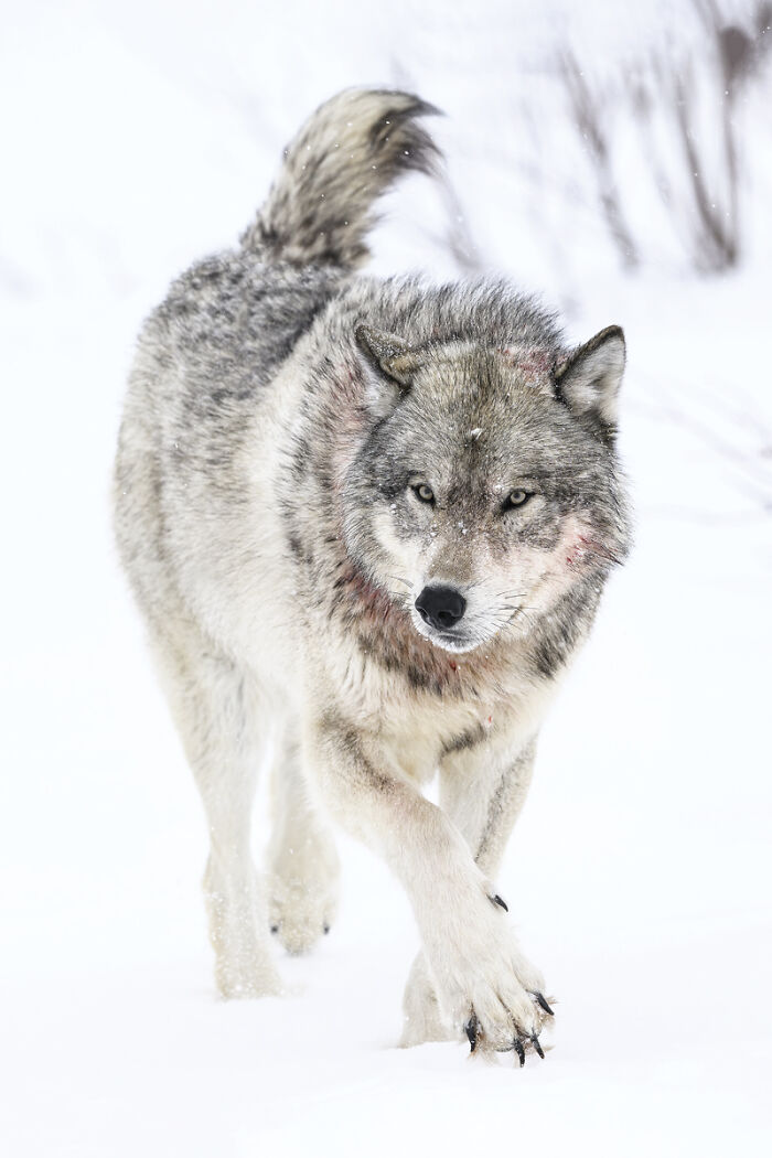 2025 Chromatic Awards: 84 Winning Animal Photos That Are Both Stunning And Dramatic (84 Pics)