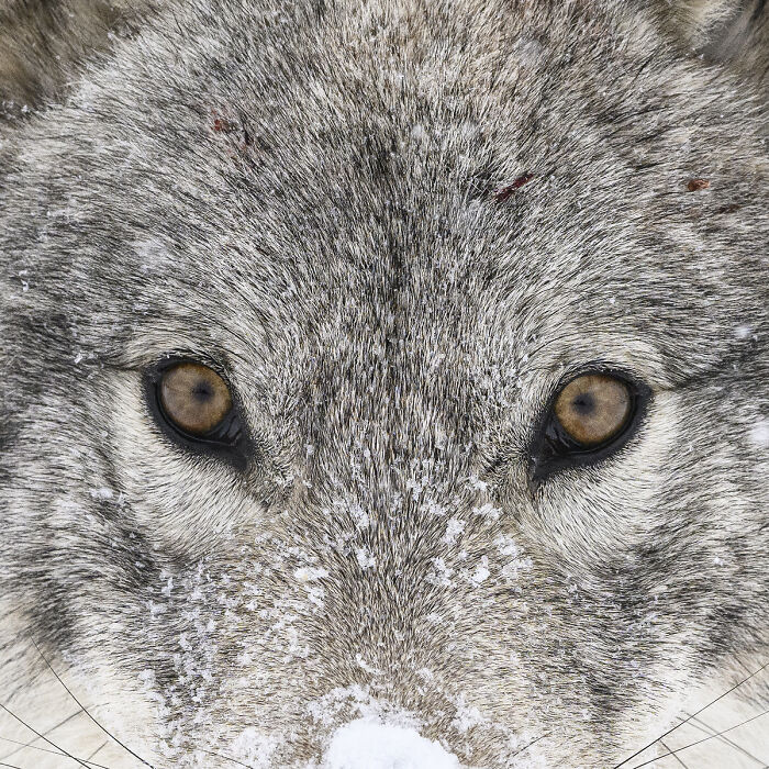 2025 Chromatic Awards: 84 Winning Animal Photos That Are Both Stunning And Dramatic (84 Pics)