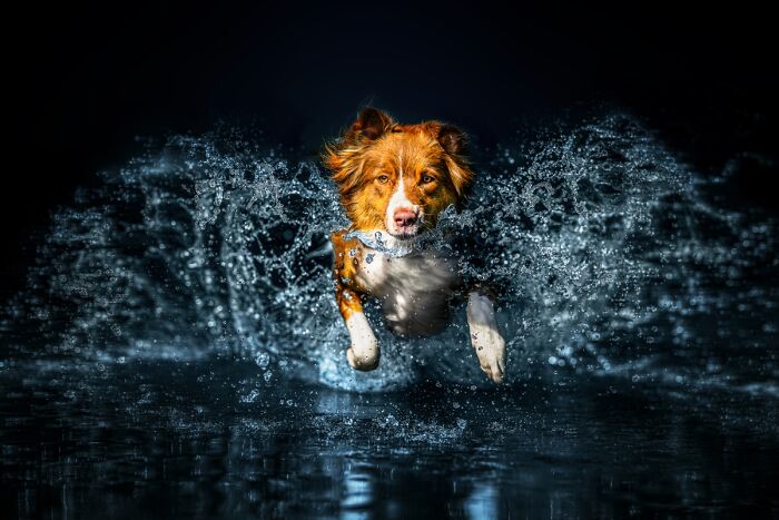 2025 Chromatic Awards: 84 Winning Animal Photos That Are Both Stunning And Dramatic (84 Pics)