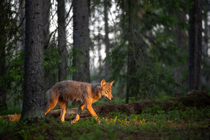 2025 Chromatic Awards: 84 Winning Animal Photos That Are Both Stunning And Dramatic (84 Pics)