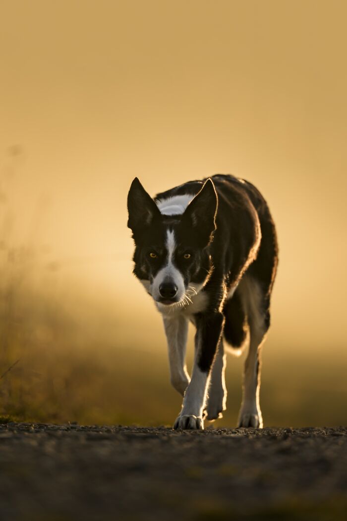 2025 Chromatic Awards: 84 Winning Animal Photos That Are Both Stunning And Dramatic (84 Pics)