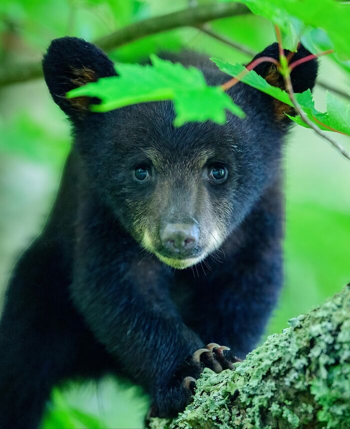 2025 Chromatic Awards: 84 Winning Animal Photos That Are Both Stunning And Dramatic (84 Pics)