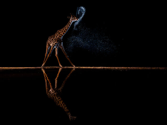2025 Chromatic Awards: 84 Winning Animal Photos That Are Both Stunning And Dramatic (84 Pics)