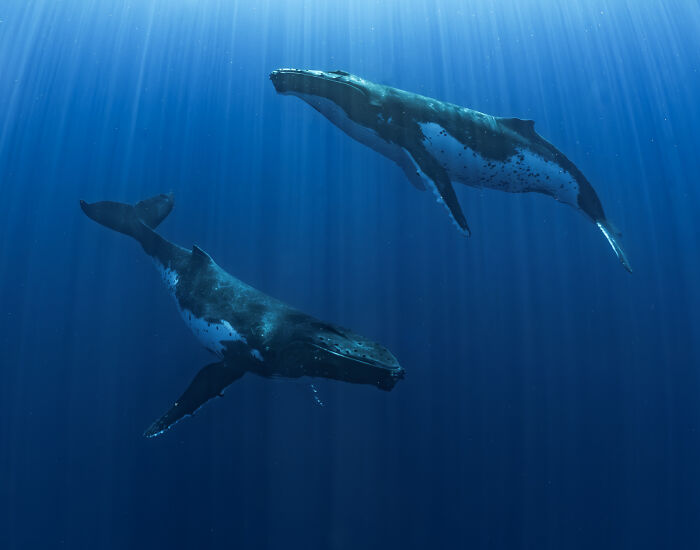2025 Chromatic Awards: 84 Winning Animal Photos That Are Both Stunning And Dramatic (84 Pics)