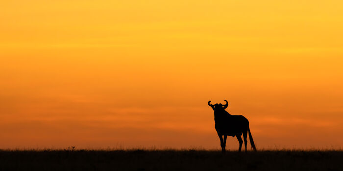 2025 Chromatic Awards: 84 Winning Animal Photos That Are Both Stunning And Dramatic (84 Pics)
