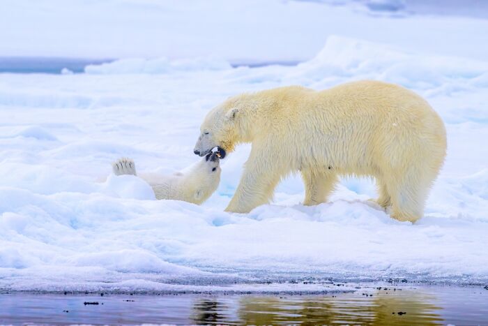 2025 Chromatic Awards: 84 Winning Animal Photos That Are Both Stunning And Dramatic (84 Pics)