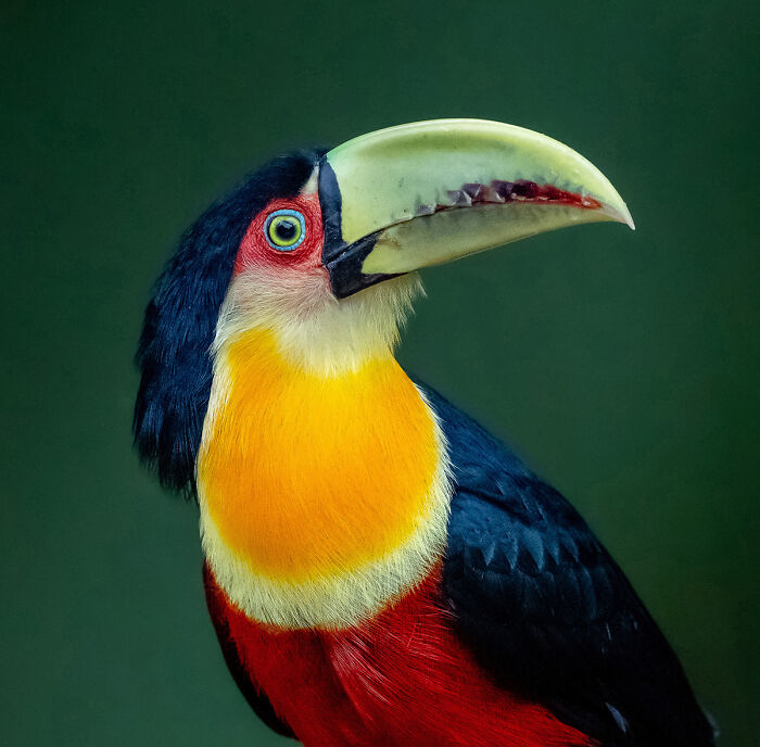 2025 Chromatic Awards: 84 Winning Animal Photos That Are Both Stunning And Dramatic (84 Pics)