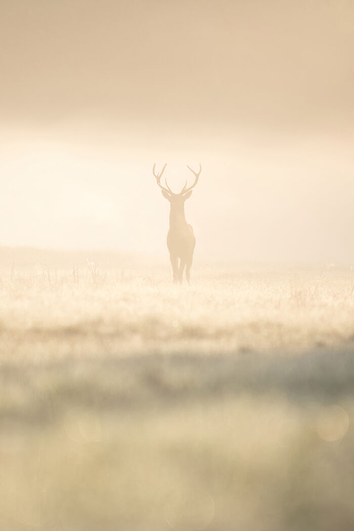 2025 Chromatic Awards: 84 Winning Animal Photos That Are Both Stunning And Dramatic (84 Pics)
