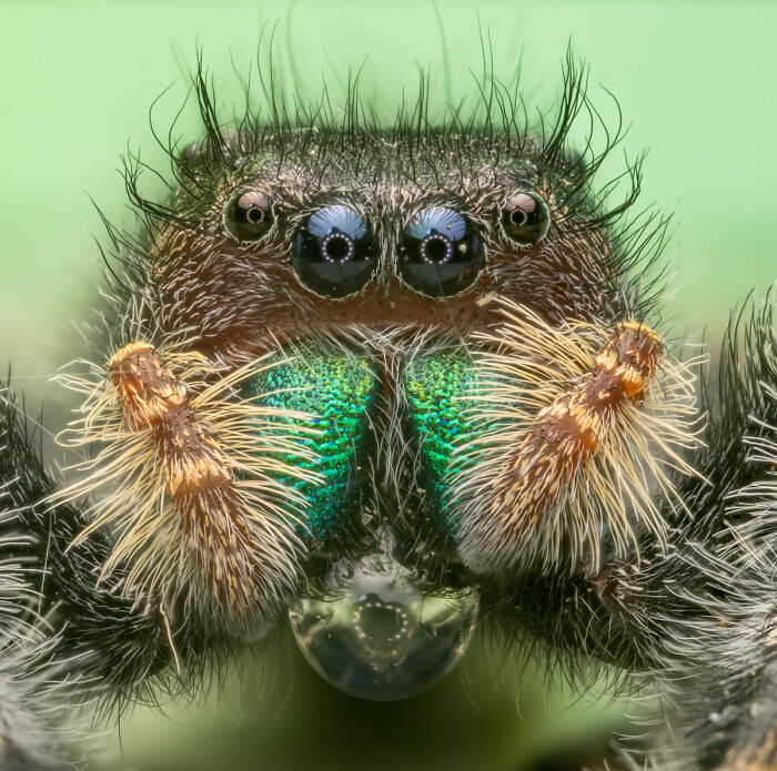 2025 Chromatic Awards: 84 Winning Animal Photos That Are Both Stunning And Dramatic (84 Pics)