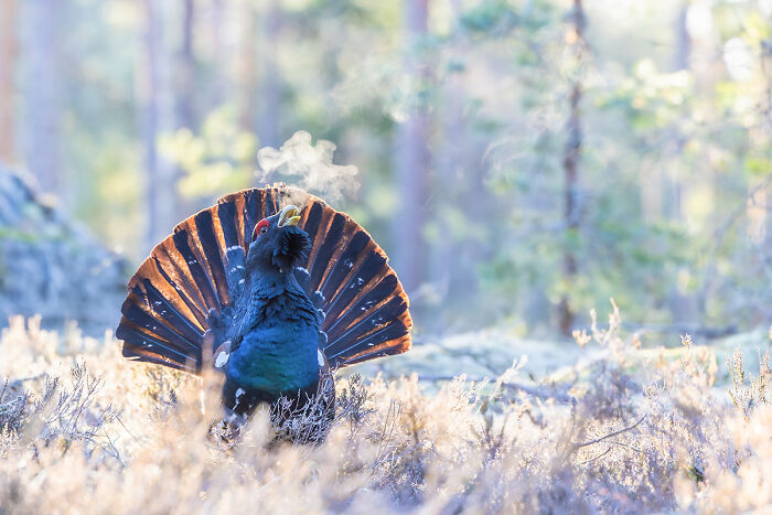 2025 Chromatic Awards: 84 Winning Animal Photos That Are Both Stunning And Dramatic (84 Pics)