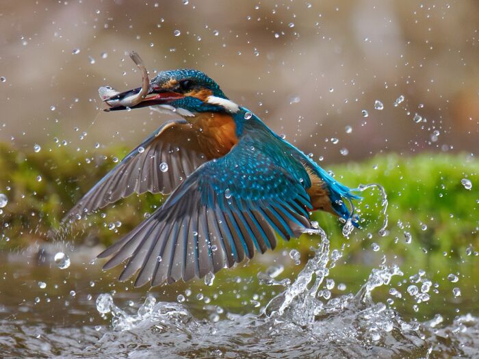 2025 Chromatic Awards: 84 Winning Animal Photos That Are Both Stunning And Dramatic (84 Pics)