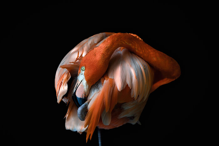 2025 Chromatic Awards: 84 Winning Animal Photos That Are Both Stunning And Dramatic (84 Pics)