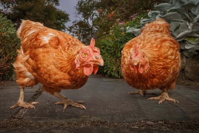 2025 Chromatic Awards: 84 Winning Animal Photos That Are Both Stunning And Dramatic (84 Pics)