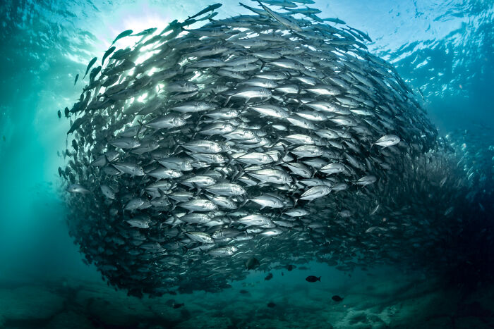 2025 Chromatic Awards: 84 Winning Animal Photos That Are Both Stunning And Dramatic (84 Pics)