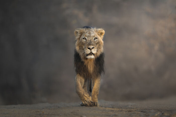 2025 Chromatic Awards: 84 Winning Animal Photos That Are Both Stunning And Dramatic (84 Pics)
