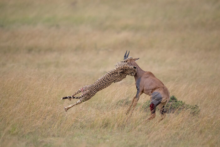 2025 Chromatic Awards: 84 Winning Animal Photos That Are Both Stunning And Dramatic (84 Pics)