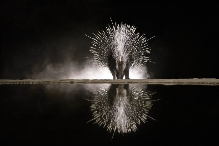 2025 Chromatic Awards: 84 Winning Animal Photos That Are Both Stunning And Dramatic (84 Pics)