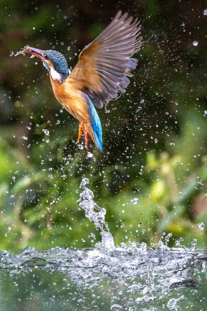 2025 Chromatic Awards: 84 Winning Animal Photos That Are Both Stunning And Dramatic (84 Pics)