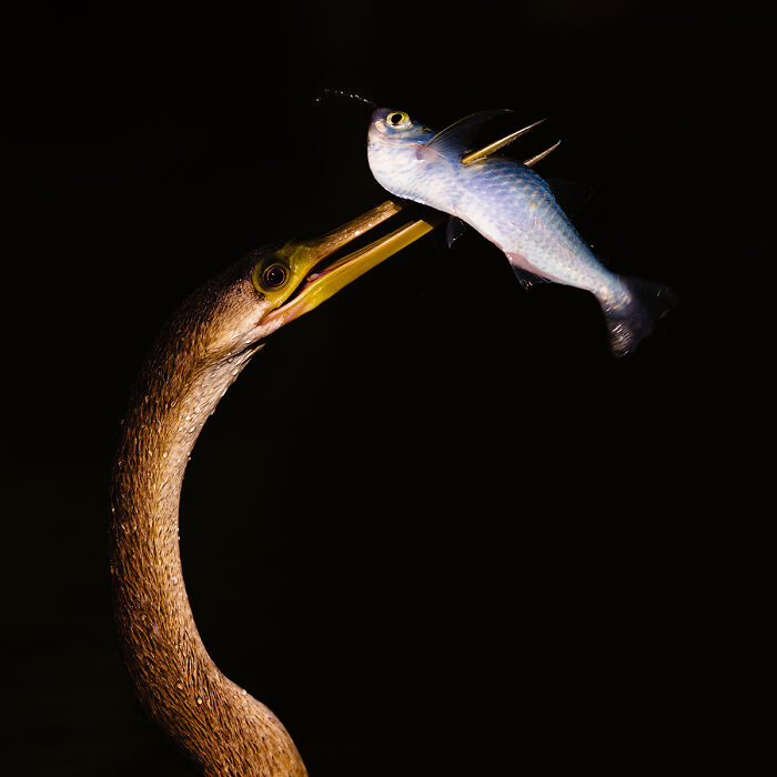 2025 Chromatic Awards: 84 Winning Animal Photos That Are Both Stunning And Dramatic (84 Pics)