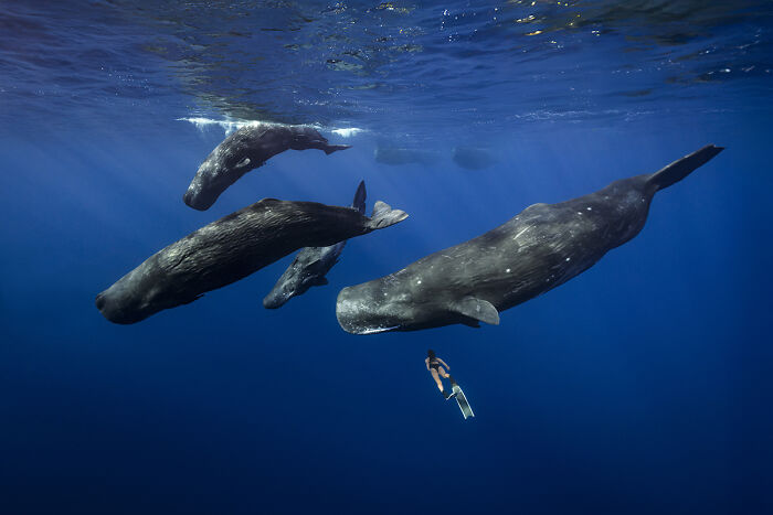 2025 Chromatic Awards: 84 Winning Animal Photos That Are Both Stunning And Dramatic (84 Pics)