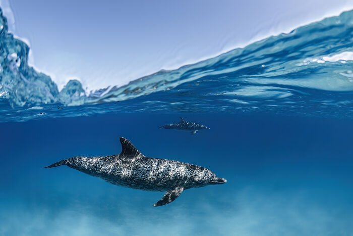 2025 Chromatic Awards: 84 Winning Animal Photos That Are Both Stunning And Dramatic (84 Pics)
