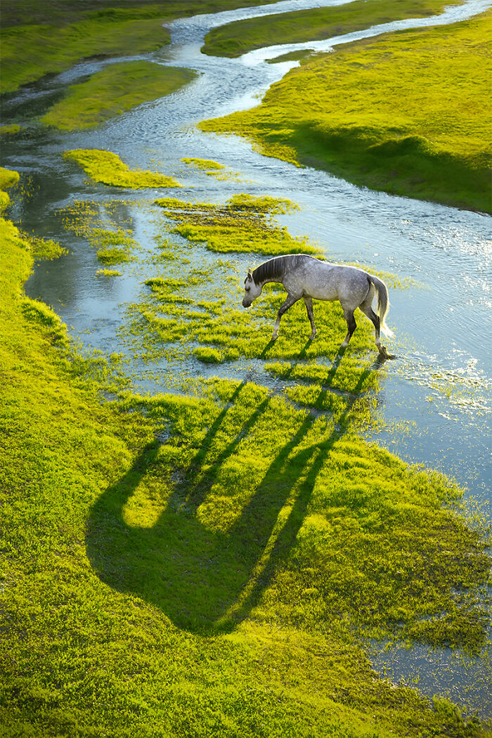 2025 Chromatic Awards: 84 Winning Animal Photos That Are Both Stunning And Dramatic (84 Pics)