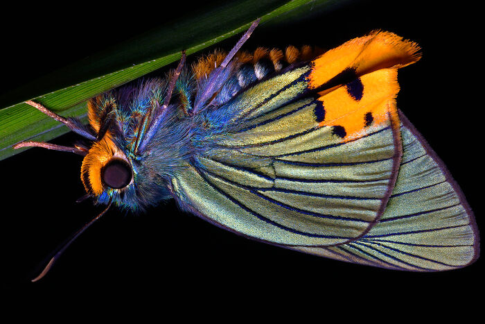 2025 Chromatic Awards: 84 Winning Animal Photos That Are Both Stunning And Dramatic (84 Pics)