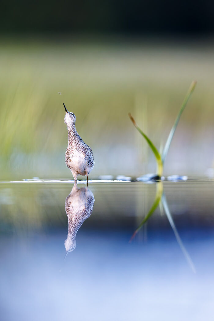 2025 Chromatic Awards: 84 Winning Animal Photos That Are Both Stunning And Dramatic (84 Pics)