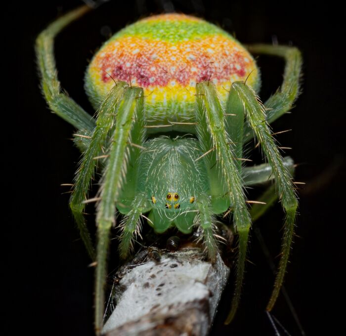 2025 Chromatic Awards: 84 Winning Animal Photos That Are Both Stunning And Dramatic (84 Pics)
