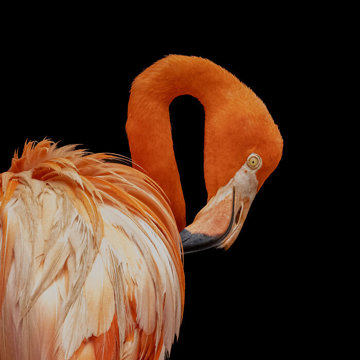 2025 Chromatic Awards: 84 Winning Animal Photos That Are Both Stunning And Dramatic (84 Pics)