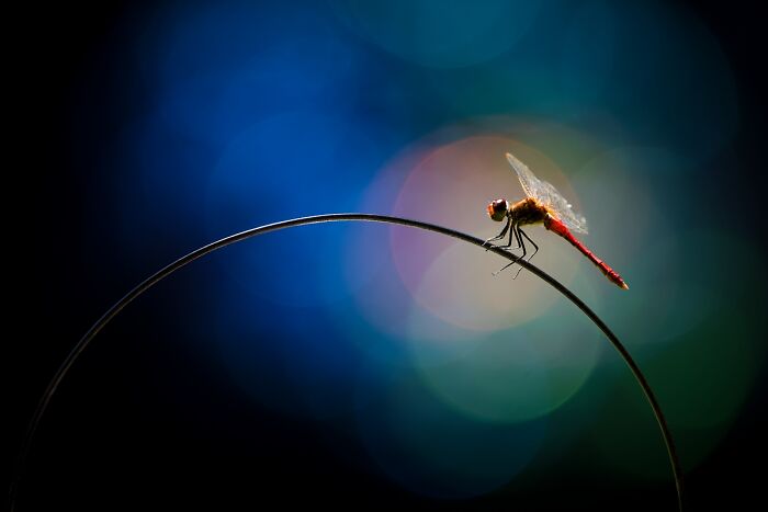 2025 Chromatic Awards: 84 Winning Animal Photos That Are Both Stunning And Dramatic (84 Pics)