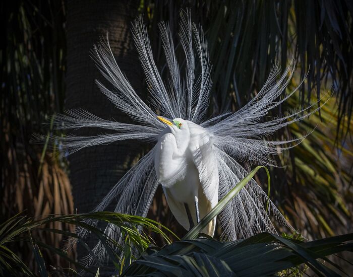 2025 Chromatic Awards: 84 Winning Animal Photos That Are Both Stunning And Dramatic (84 Pics)