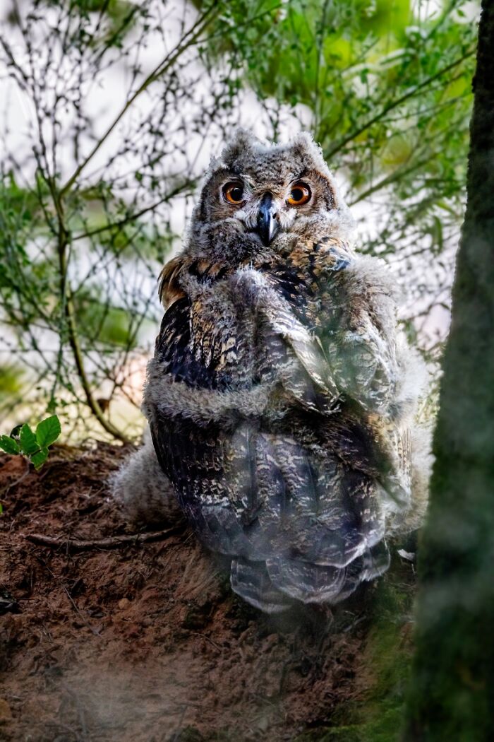 2025 Chromatic Awards: 84 Winning Animal Photos That Are Both Stunning And Dramatic (84 Pics)