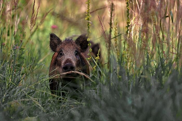 2025 Chromatic Awards: 84 Winning Animal Photos That Are Both Stunning And Dramatic (84 Pics)