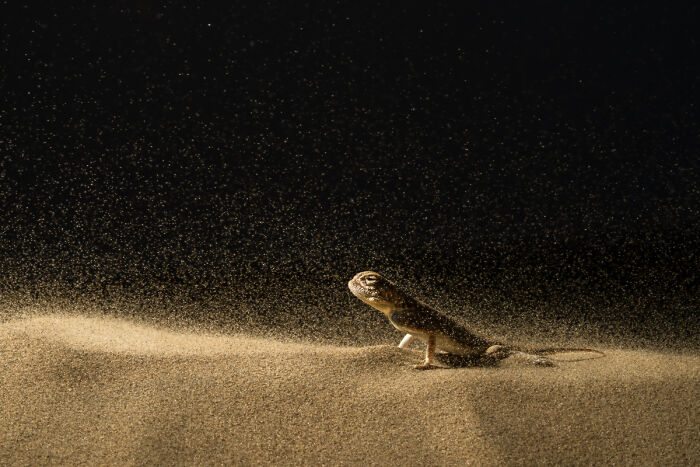 2025 Chromatic Awards: 84 Winning Animal Photos That Are Both Stunning And Dramatic (84 Pics)