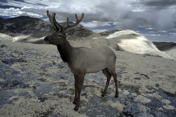 2025 Chromatic Awards: 84 Winning Animal Photos That Are Both Stunning And Dramatic (84 Pics)