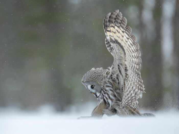 2025 Chromatic Awards: 84 Winning Animal Photos That Are Both Stunning And Dramatic (84 Pics)