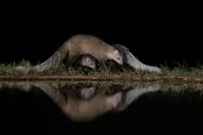 2025 Chromatic Awards: 84 Winning Animal Photos That Are Both Stunning And Dramatic (84 Pics)