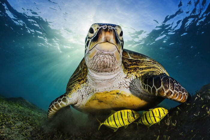 2025 Chromatic Awards: 84 Winning Animal Photos That Are Both Stunning And Dramatic (84 Pics)