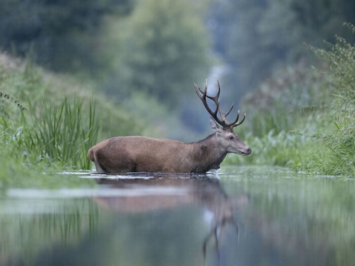 2025 Chromatic Awards: 84 Winning Animal Photos That Are Both Stunning And Dramatic (84 Pics)