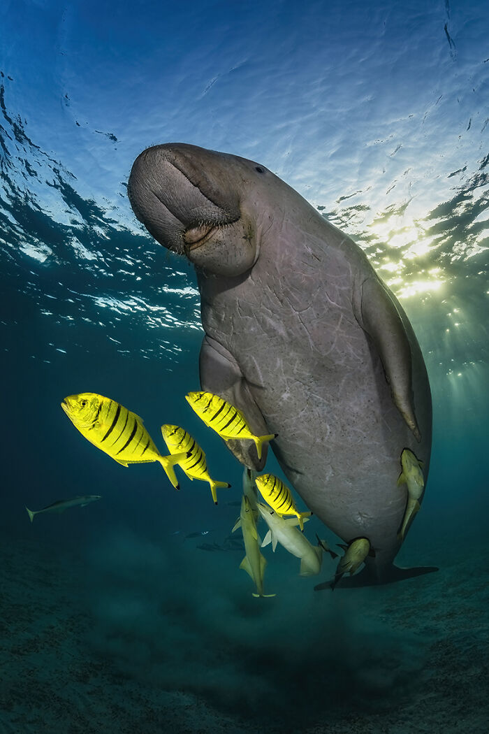 2025 Chromatic Awards: 84 Winning Animal Photos That Are Both Stunning And Dramatic (84 Pics)