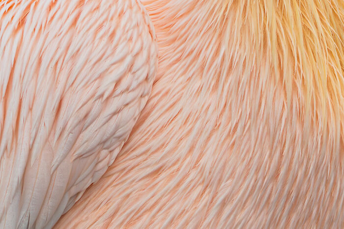 2025 Chromatic Awards: 84 Winning Animal Photos That Are Both Stunning And Dramatic (84 Pics)