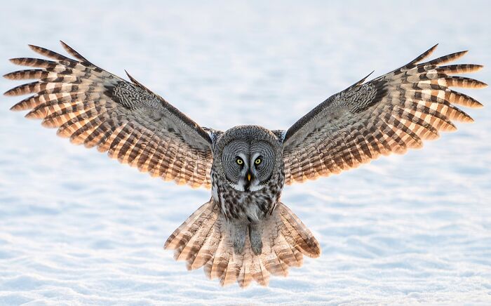 2025 Chromatic Awards: 84 Winning Animal Photos That Are Both Stunning And Dramatic (84 Pics)